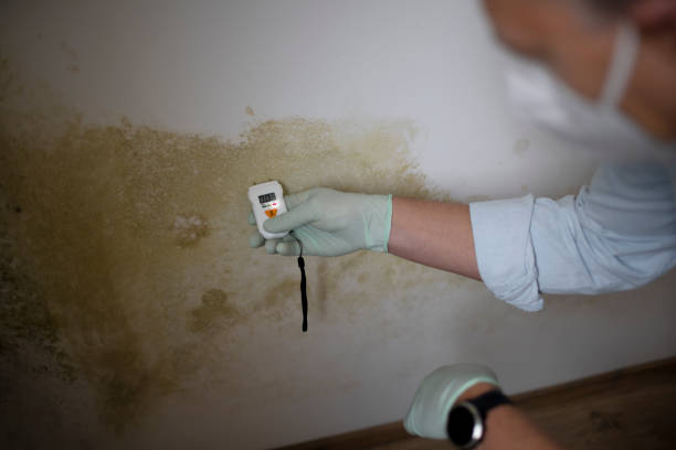 Best Mold Damage Restoration  in Eagleton Village, TN